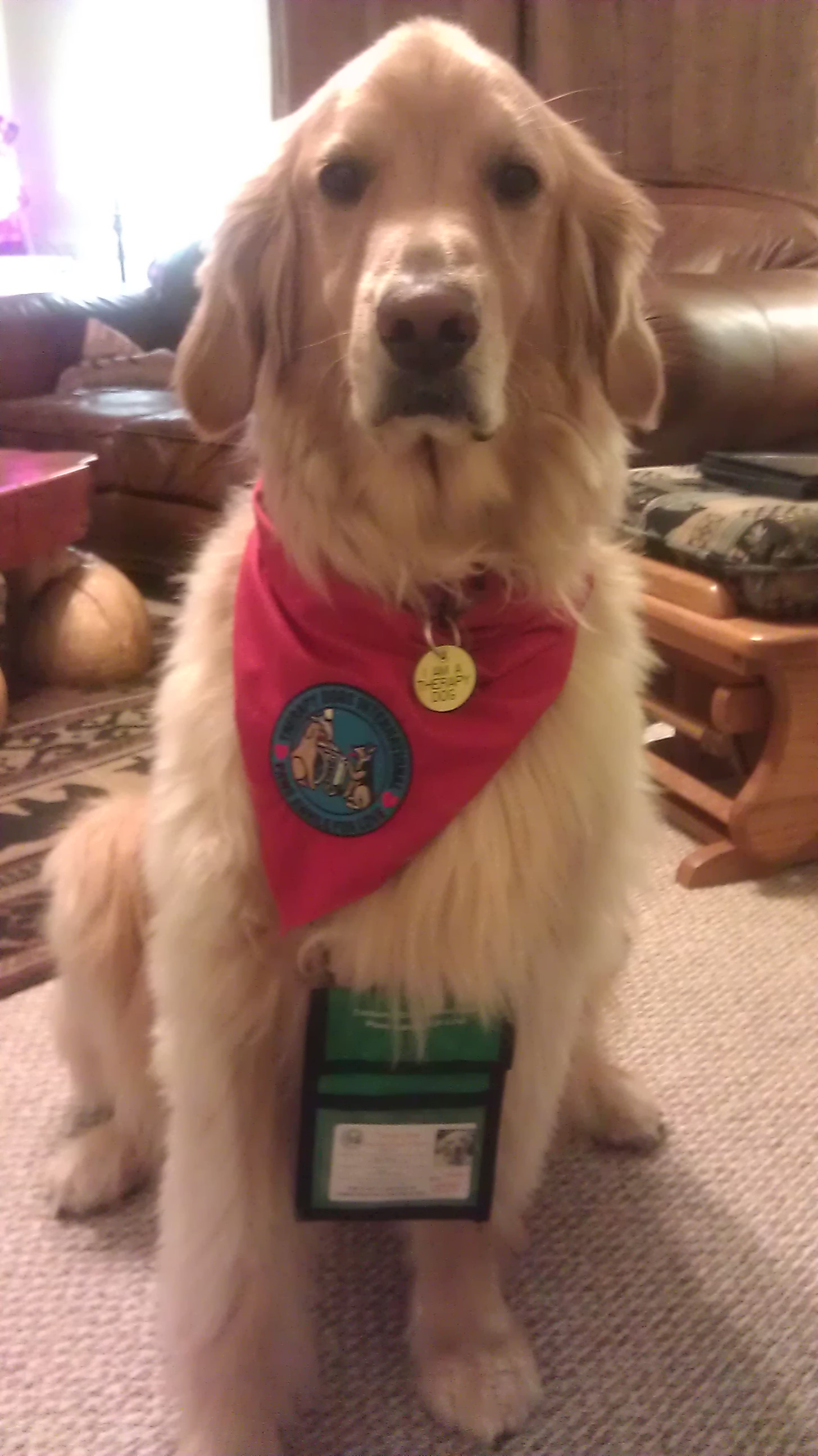 Therapy Dog Training Va Therapy Dog Training Va
