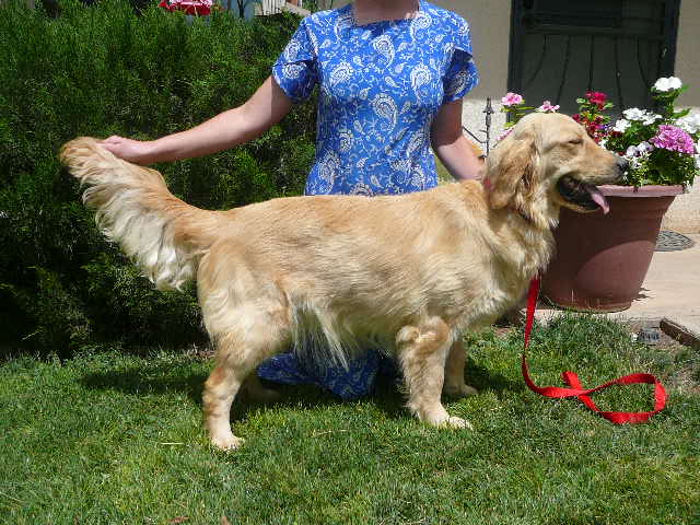 light colored golden retriever colored golden retriever pup born july 5 chiricahua retrievers light colored golden retriever colored golden retriever pup born july 5 chiricahua retrievers