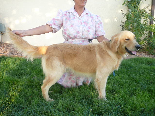 how big golden retrievers get chiricahua retrievers golden and labrador retrievers how big golden retrievers get chiricahua retrievers golden and labrador retrievers